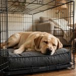 The Best Dog Crate Pad for Anxious Chewers: A Plain Guide