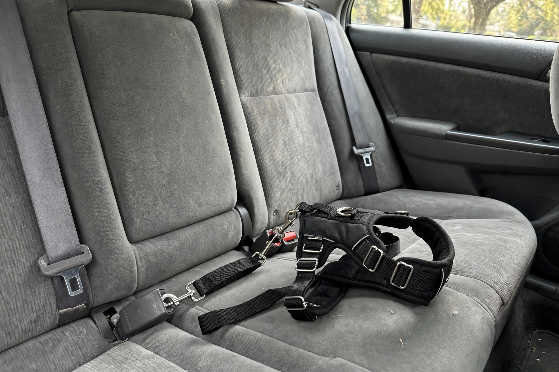 dog seatbelt harness for safe car travel usa: Dog seatbelt harness for safe car travel in the USA shown on a car back seat