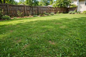 Best Pet Safe Lawn Fertilizer for Dog Owners