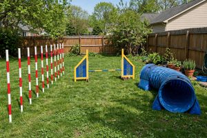 Dog Agility Set for Backyard Training Fun: A Complete Guide