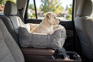 A Dog Car Seat for Small Dogs: The Console Booster Guide