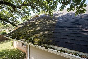 Reliable Roof Moss Removal Services in Texas: A Homeowner’s Guide