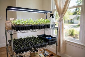 Indoor Grow Lights: Where to Buy Them in the USA