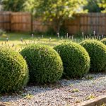 How to Prune Lavender for Beginners