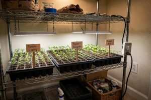 Seed Starting Under Lights Schedule: When, How Long, and How Close