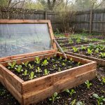 cold frame construction plans free: A wooden cold frame built from free construction plans in a backyard garden