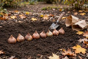 Tulip Bulbs Fall Buying Guide USA: How to Choose and Plant for Spring Color