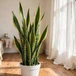Snake Plants Indoor Buying Guide USA