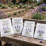 Lavender Seed Packets for Sale USA: How to Buy and Grow Them Well