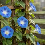 Finding Morning Glory Seeds Deals Near Me: A Practical Buying Guide