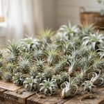 Air Plants Bulk Deals Near Me: A Buyer's Guide