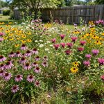 Wildflower Seed Mixes Reviews Buying Guide USA