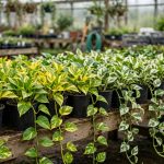 Pothos Plants Bulk Reviews Buying Guide USA