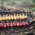 Onion Sets Planting: Where to Buy Them in the USA