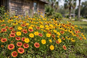 Wildflower Seed Mixes for Florida Homes: A Plain Guide for American Gardeners