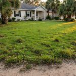Native Grass Seed for Florida Homes: A Plain Guide to a Strong Local Lawn