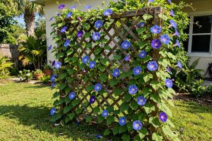 Morning Glory Seeds for Florida Homes: A Complete Growing Guide