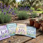 Lavender Seed Packets Florida Homes USA: A Plain Guide to Growing Lavender from Seed in the Sunshine State