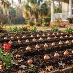 Planting Tulip Bulbs in Fall for Florida Homes