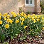 Daffodil Bulb Packs for California Homes USA
