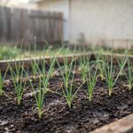 Planting Onion Sets in California Homes: A Plain Guide