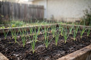 Planting Onion Sets in California Homes: A Plain Guide