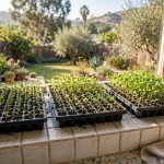 Seed Starting Trays California Homes USA: A Practical Growing Guide