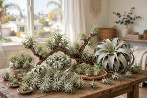 Air Plants Bulk California Homes USA: A Complete Buying Guide