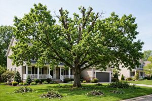 Affordable Tree Pruning Service Near Me: How to Find Good Work at a Fair Price