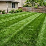How to Maintain Zoysia Grass Lawn: A Complete Care Guide