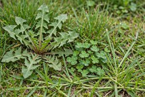 Lawn Weed Identification Chart With Pictures: A Homeowner’s Guide