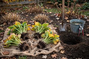 How to Divide Perennials in Fall
