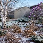 Cold Hardy Plants for Zone Five: A Guide to a Strong Garden