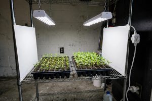 Seed Starting Light Setup for Beginners: A Plain Guide to Strong Seedlings Indoors