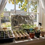 How to Start Seeds Without Grow Light: A Plain Guide