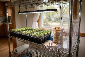 Seed Starting Mistakes to Avoid Guide