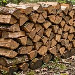 Which Firewood Burns Cleanest in Home Fireplaces?