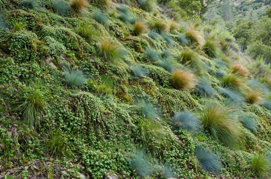 ground covers for steep hillsides