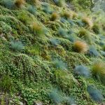 Ground Covers for Steep Hillsides: Ground cover plants stabilizing a steep hillside