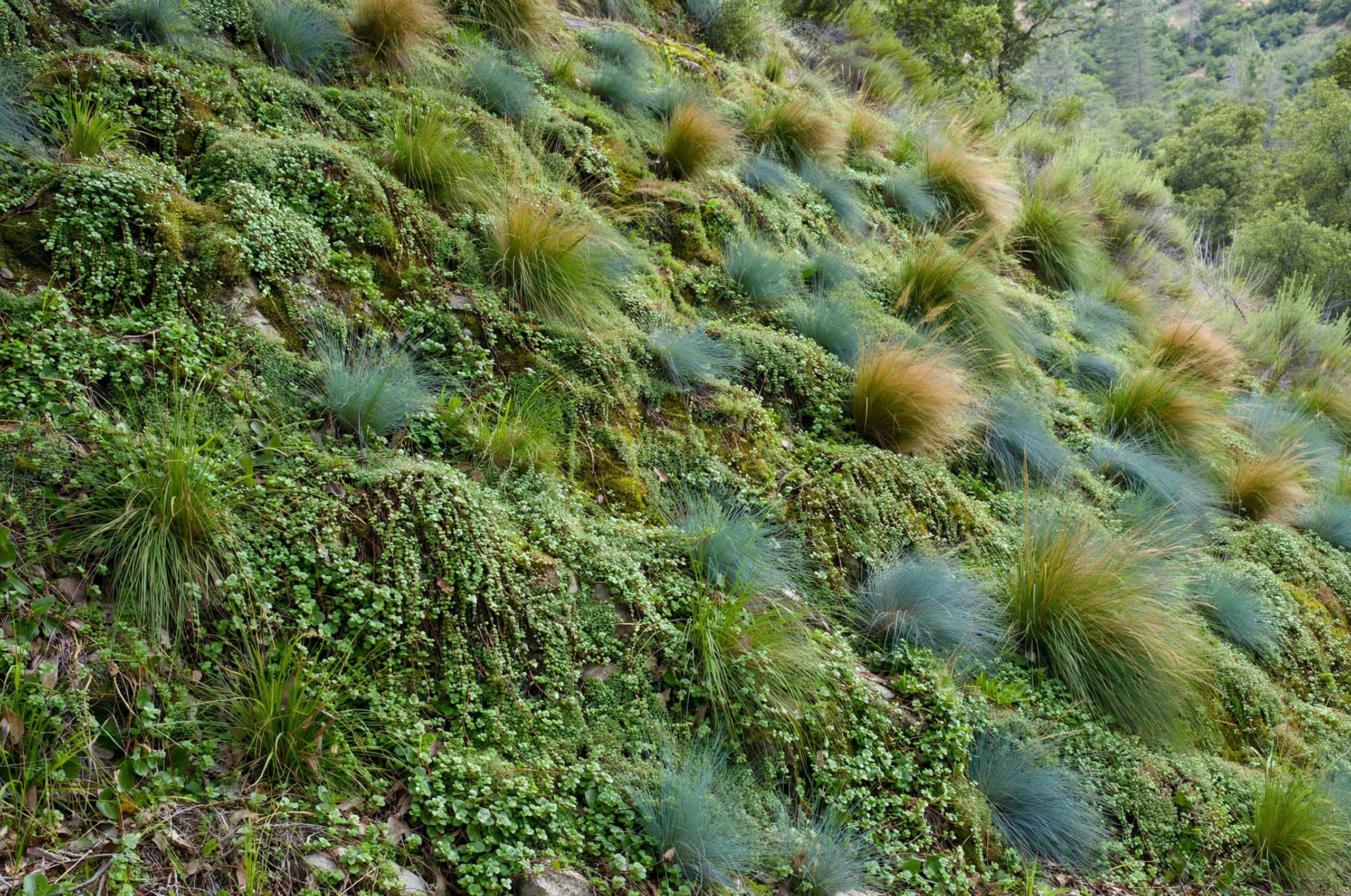 Ground Covers for Steep Hillsides: Ground cover plants stabilizing a steep hillside