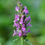 How to Grow Betony: USA Gardener's Guide