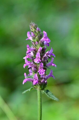 330px Betonica officinalis 28777549381629