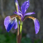 How to Grow Bearded Iris: Rhizome Guide