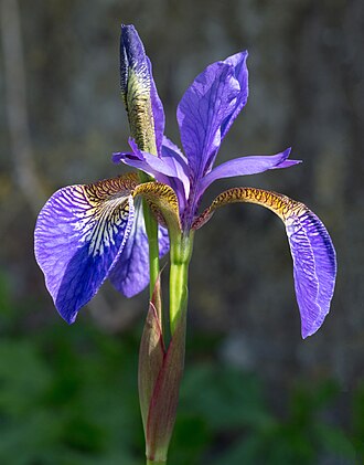 330px Iris sanguinea cultivar2C Wakehurst Place2C UK Diliff