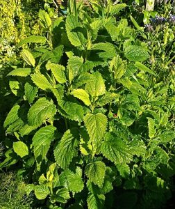 How to Grow Lemon Balm: Easy Herb Guide