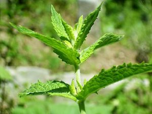 How to Grow Mint Without the Takeover