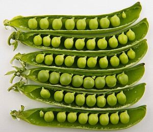 How to Grow Peas: Sweet Spring USA Guide