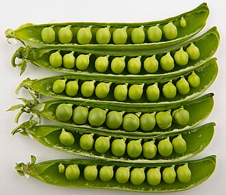 330px Peas in pods Studio