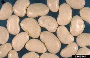 How to Grow Lima Beans: Heat Guide