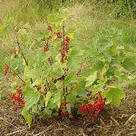 330px Ribes rubrum 1